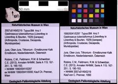 Foto (Objekt + Etiketten) von Gastrosacus tuberosiformus (Lörenthey in Lörenthey & Beurlen, 1929) (NHMW-GEO-1990-0041-0297)